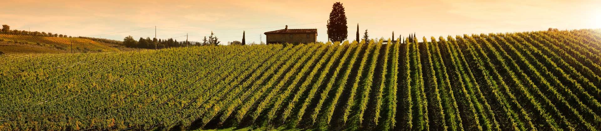 Laurea Triennale in Viticoltura ed Enologia, Università di Pisa
