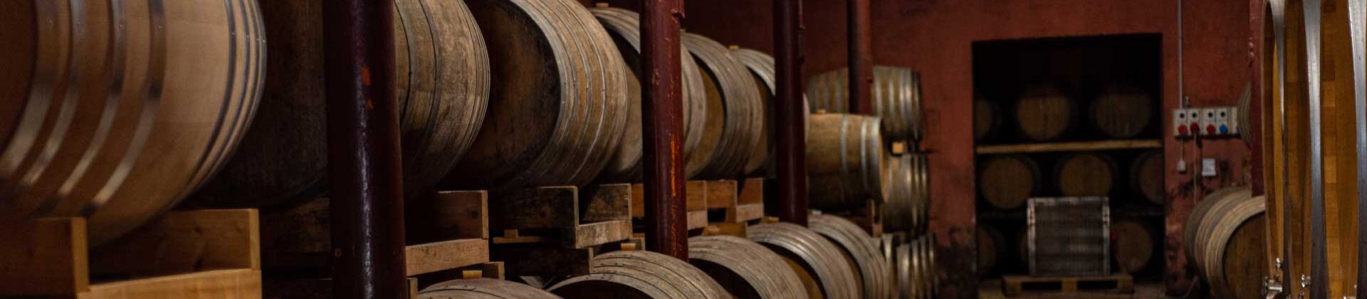 Laurea Triennale in Viticoltura ed Enologia, Università di Pisa